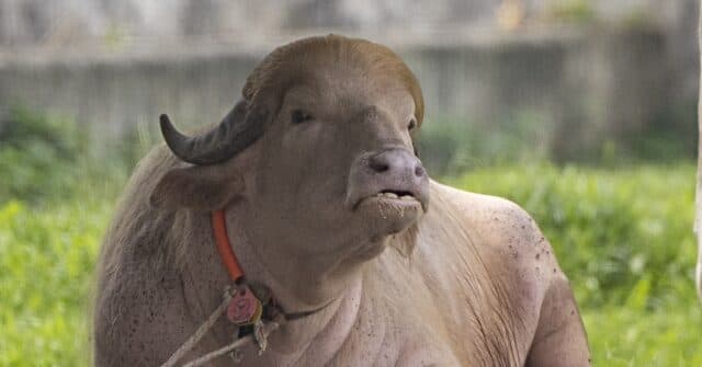 Albino Buffalo Nicknamed 'Donald Trump' Becomes National Sensation at Bangladesh Zoo for His Blond Hair