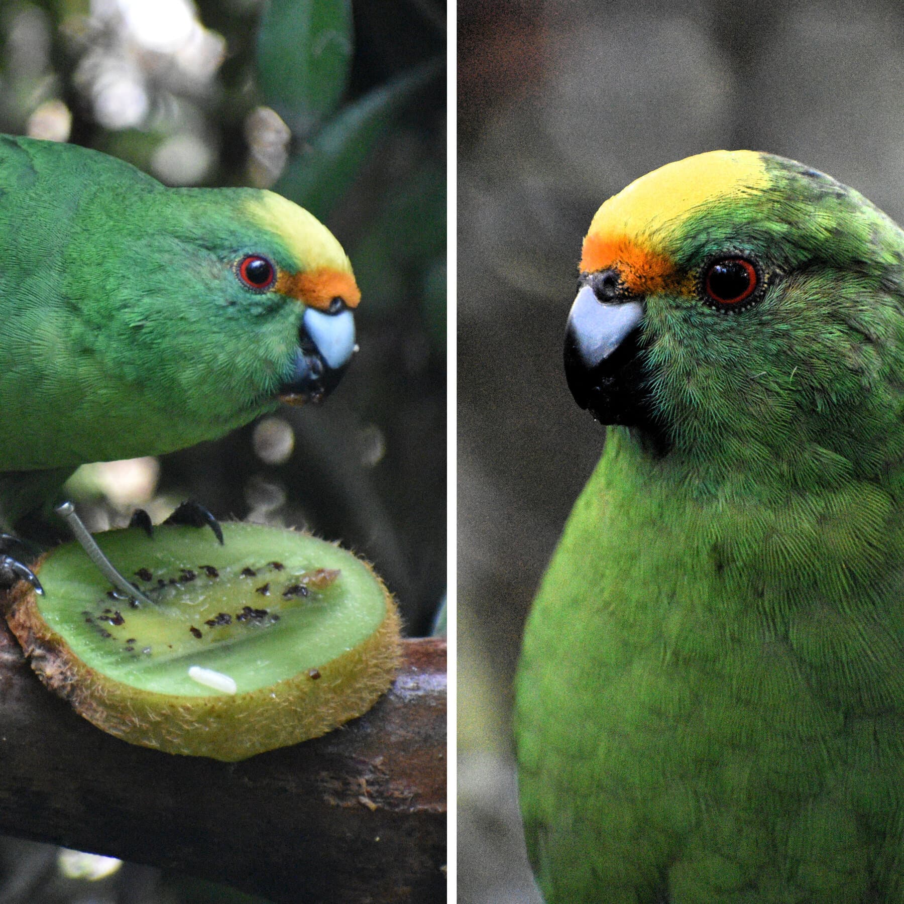 The New Zealand Parakeet Pair That Are Saving Their Species